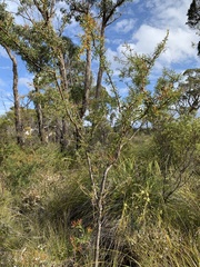 Hakea linearis