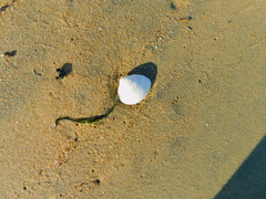 Marcia opima