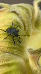 Halyomorpha halys
