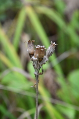 Silene fulgens