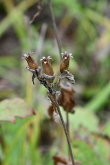Silene fulgens