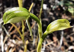 Pterostylis tenuis