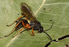 Auplopus mellipes