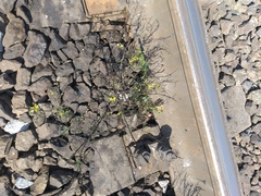 Melilotus officinalis