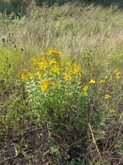 Solidago canadensis