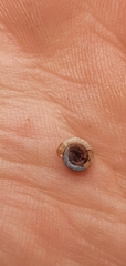 Anisus vortex