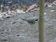 Arremon flavirostris