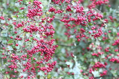 Crataegus × media