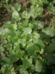 Veronica hederifolia-sublobata-triloba