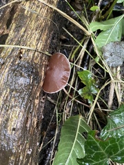 Auricularia auricula-judae