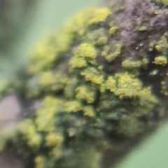 Candelariella reflexa