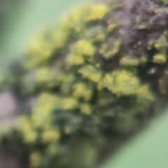 Candelariella reflexa