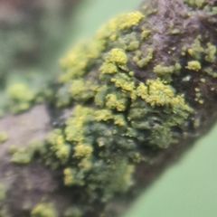 Candelariella reflexa