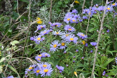 Aster maackii