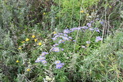 Aster maackii