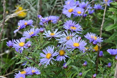 Aster maackii