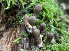 Fungi