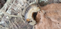 Tandonia sowerbyi