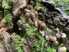 Fungi