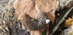 Tandonia sowerbyi
