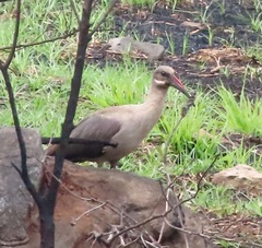 Bostrychia hagedash hagedash