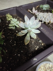 Graptopetalum