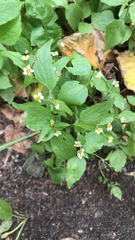 Galinsoga quadriradiata