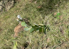 Kalanchoe thyrsiflora