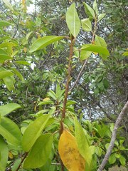 Excoecaria agallocha