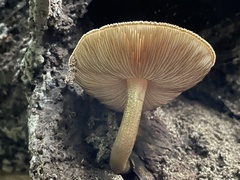 Agaricales