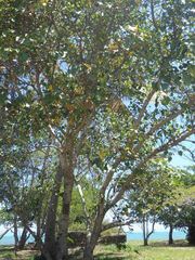 Thespesia populnea