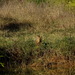 Felis chaus chaus - Photo (c) Forestowlet, algunos derechos reservados (CC BY-SA)