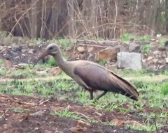 Bostrychia hagedash hagedash