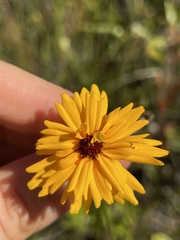 Coreopsis linifolia