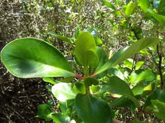 Scyphiphora hydrophylacea