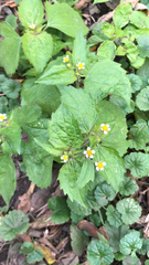 Galinsoga quadriradiata