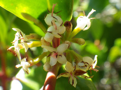 Scyphiphora hydrophylacea