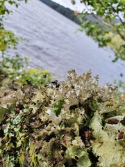 Platismatia norvegica