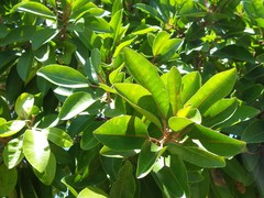 Excoecaria agallocha