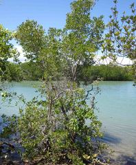 Excoecaria agallocha