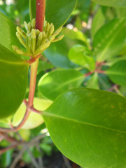 Scyphiphora hydrophylacea