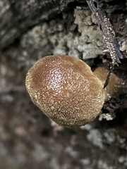 Fungi