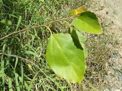 Cordia dichotoma