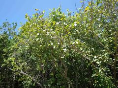 Thespesia populnea