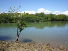 Excoecaria agallocha