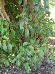 Excoecaria agallocha