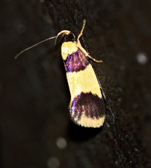 Telecrates laetiorella