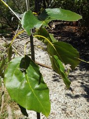 Cordia dichotoma