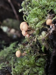 Flammulina velutipes