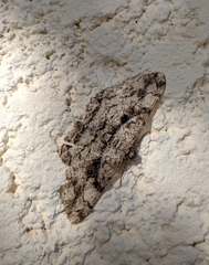 Peribatodes umbraria